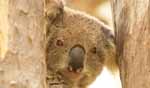 Murrumbidgee Koala Reserve
