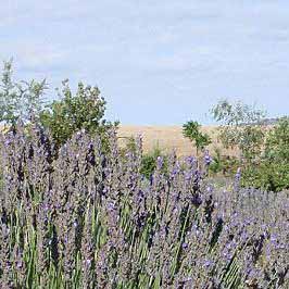 Rustique Lavender Farm